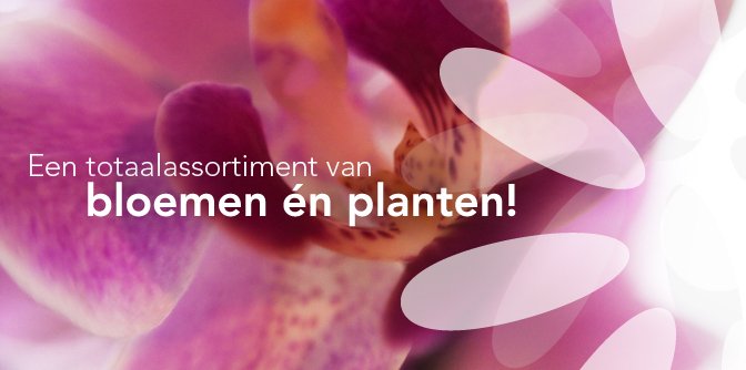 bloemenexport-nederland